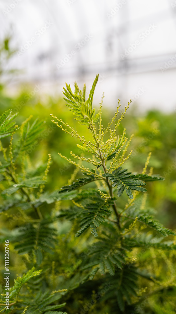 yellow mimosa flower - ornamental and poisonous plant