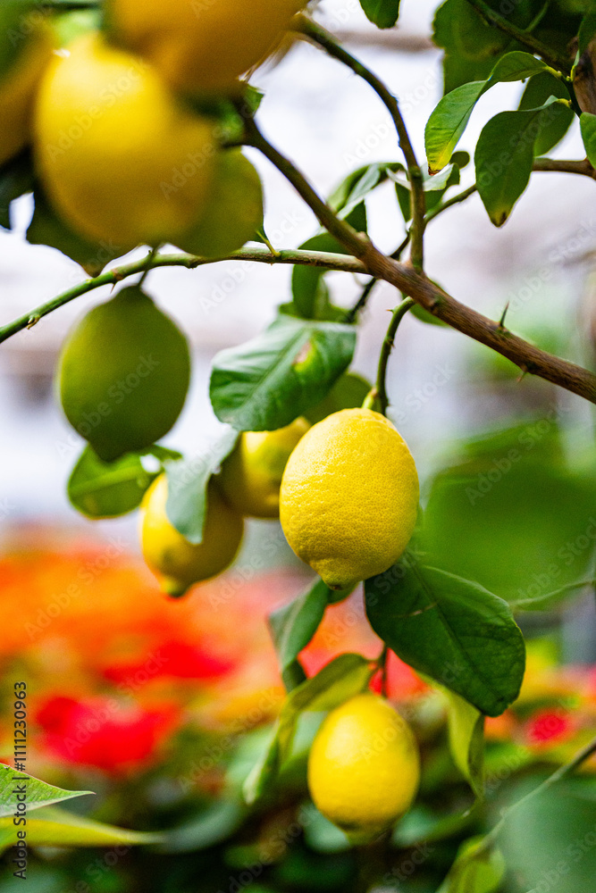 lemon tree - ripening lemons - homemade sour lemons