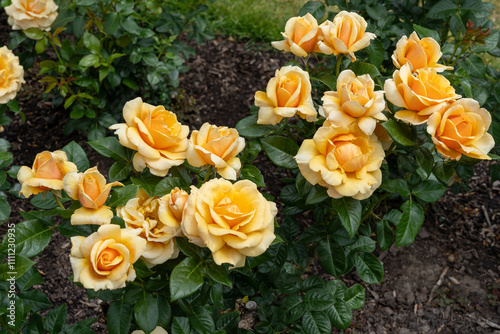 St. Tropez Rose flowers growing in the garden. United States.