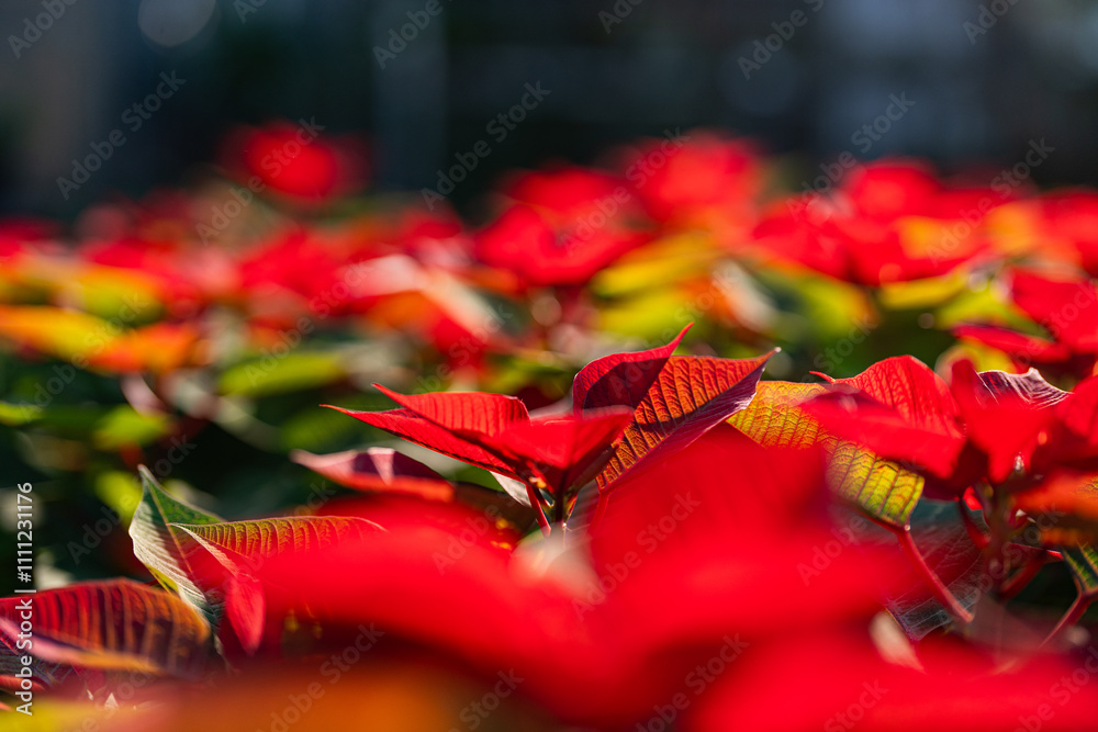 poinsettia flower - Poinsettia - plant care