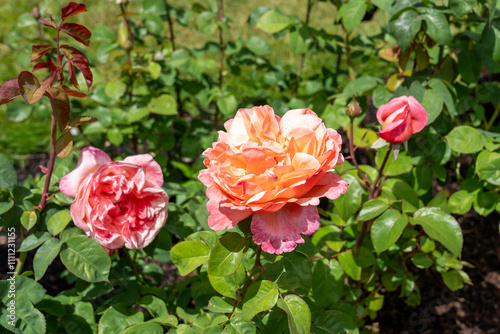 Slika na platnu Mademoiselle Meilland Rose flowers growing in the garden
