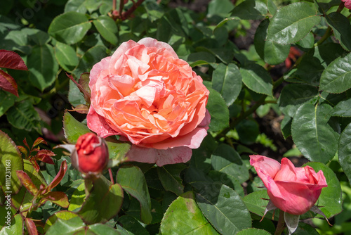 Fotografie Mademoiselle Meilland Rose flowers growing in the garden