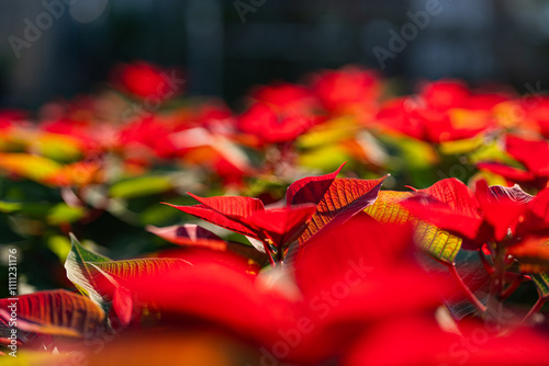Obraz na płótnie poinsettia flower - Poinsettia - plant care w salonie