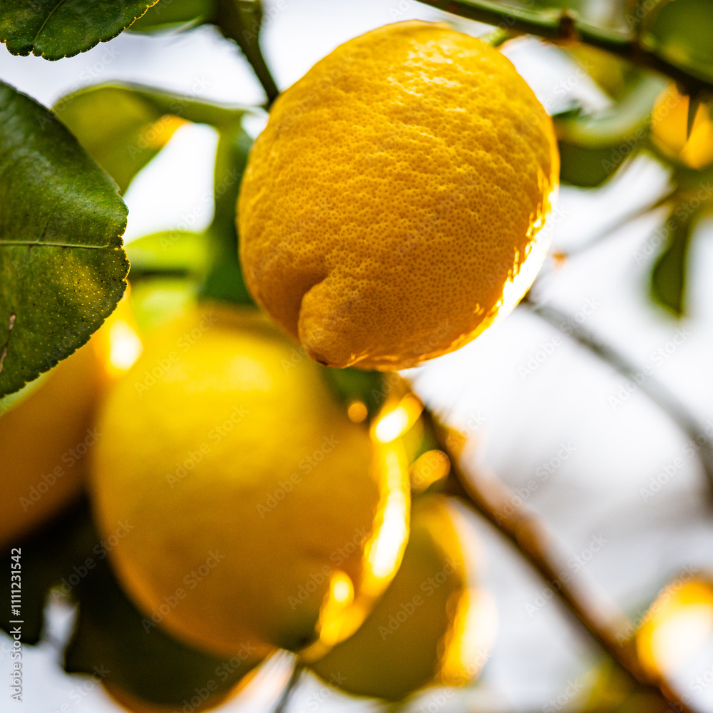 lemon tree - ripening lemons - homemade sour lemons