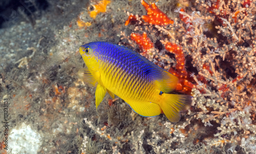 Cocoa Damselfish (Stegastes variabilis), Blue Heron Bridge, Riviera Beach, Florida photo