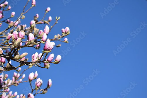 Flowering magnolia tree blooms in spring and blue sky in the background