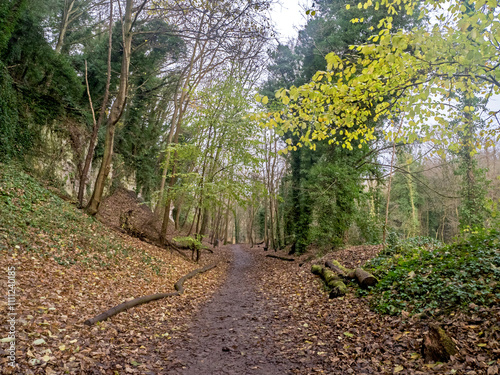 Path through a wood in winter with fallen leaves