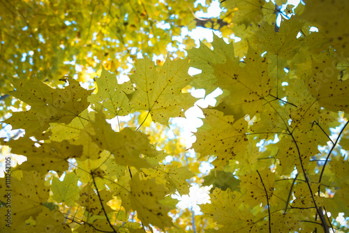 Montreal,Canada : Autumn scenes from Montreal, Canada. The colors in the city's parks are vibrant during the fall season.