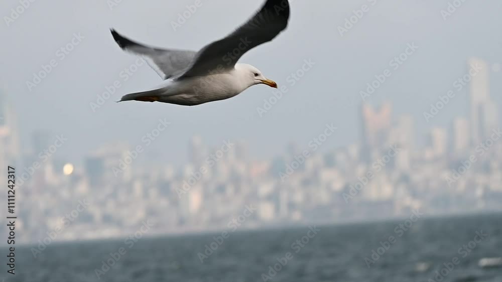 Seagull Soaring in Clear Blue Sky. A graceful seagull flying high against a pale blue sky, capturing the freedom and tranquility of nature.

