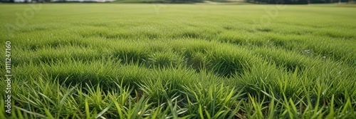 Close-up of perfectly mowed grass on golf field, environment, greenery, lush