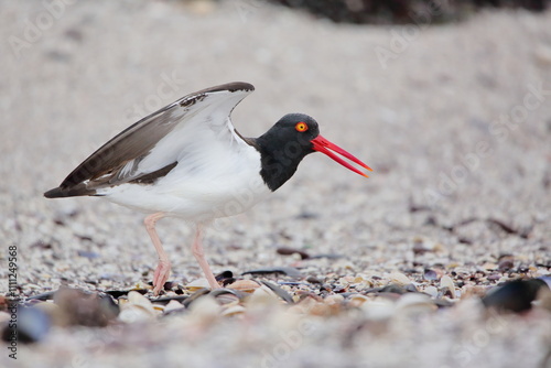 Haematopus palliatus, American oystercatcher spreading its wings. 
Pilpilén, Ostrero americano abriendo sus alas photo