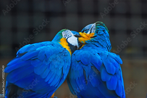 Close-up of two stunning Blue-and-Yellow Macaws playing together in isolation. A photographic capture of two Blue-and-Yellow Macaws (Ara ararauna) in their natural habitat in Brazil, South America