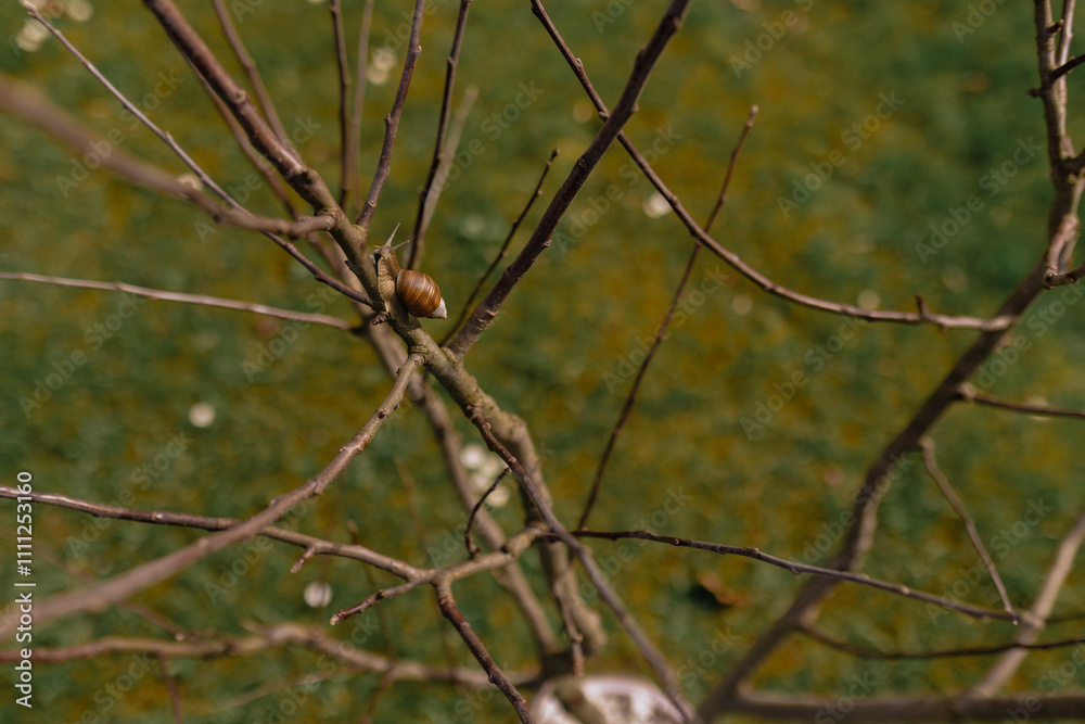 A grapevine snail climbs a branch on a tree. Garden pests. Pesticides and products for pests. A grapevine snail climbs a branch on a tree. Garden pests. Pesticides and products for pests.