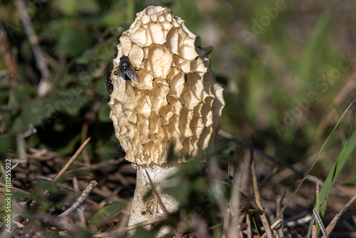 A stinkhorn (Phallus impudicus) with its foul-smelling gleba attracts flies, which carry away the spores of the fungus. photo