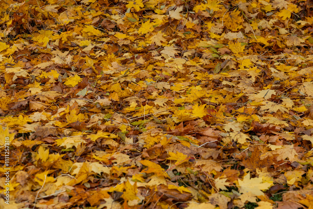 A textured surface of layered autumn leaves in yellow and brown covers the ground, emphasizing the natural pattern and seasonal transition. A textured surface of layered autumn leaves in yellow and brown covers the ground, emphasizing the natural pattern and seasonal transition.