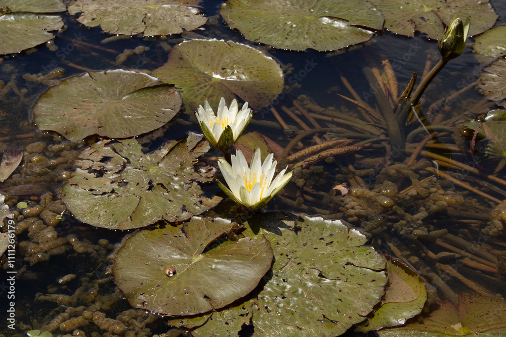 close up view of water lily plant with flowers in lake. close up view of water lily plant with flowers in lake.