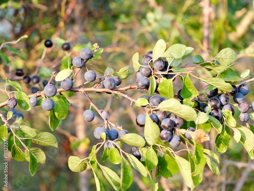 Fruits of blackthorn or sloe (Prunus spinosa) on the bush. Sweden