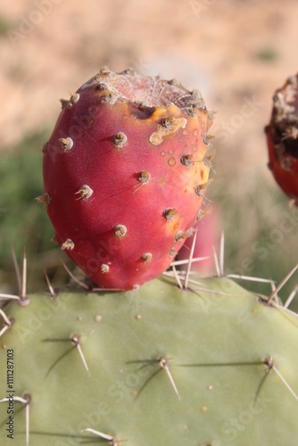 cactus fruit photo