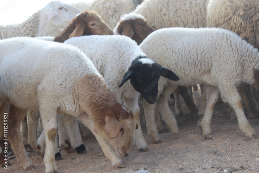 Obraz premium sheep