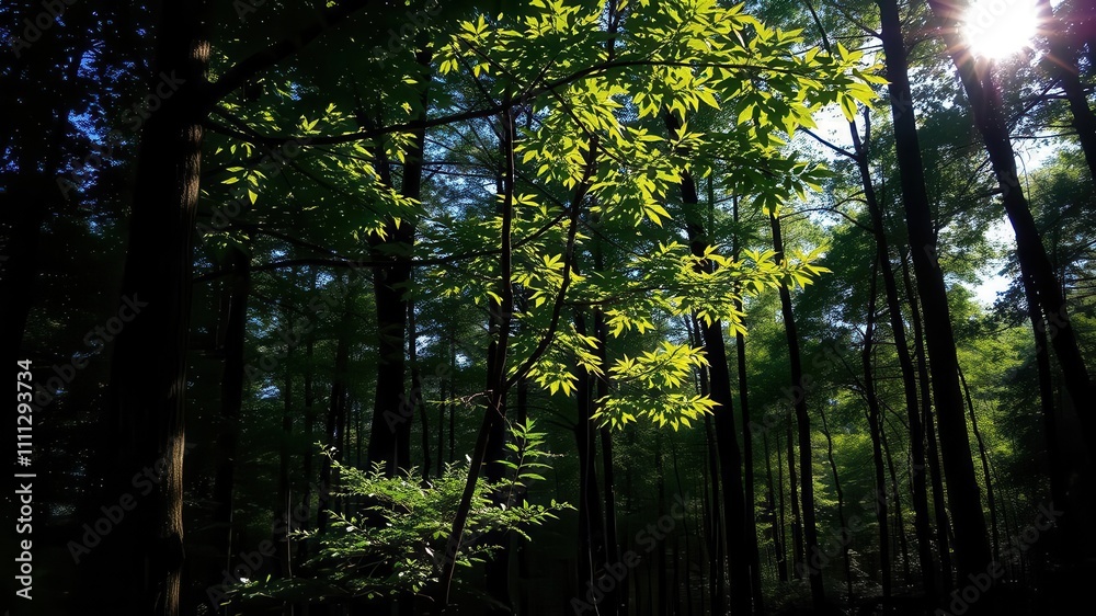 Lush green tree in forest casting shadows under golden afternoon sunlight, tree, copy space Lush green tree in forest casting shadows under golden afternoon sunlight, tree, copy space
