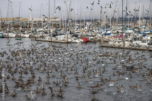 Dozens of pelicans and other seabirds on Monterrey Bay hunting for anchovies, nobody	