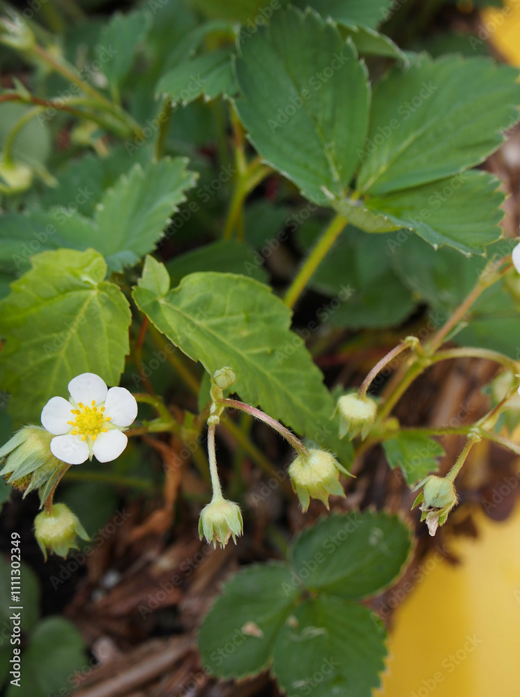 Macro of one white strawberry blossom among closed buds and leaves in a basket with yellow background Macro of one white strawberry blossom among closed buds and leaves in a basket with yellow background