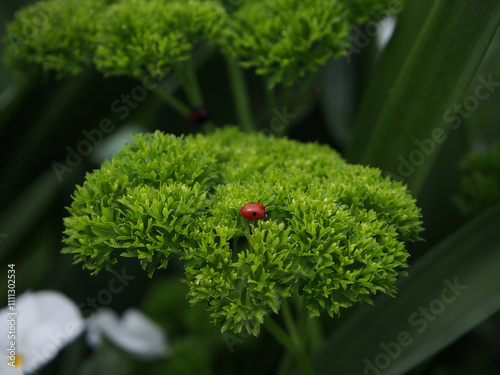 Macro of a two-spotted ladybug ( Adalia bipunctata) on a parsley leaf (Petroselinum crispum) in front of other plants seen from the side photo