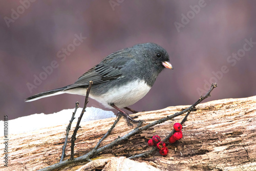 Snowbird perched on a log.