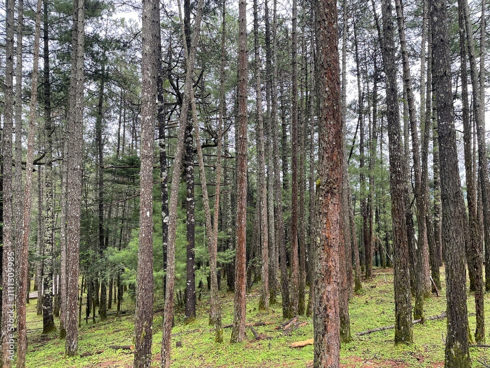 trees in the forest trees in the forest