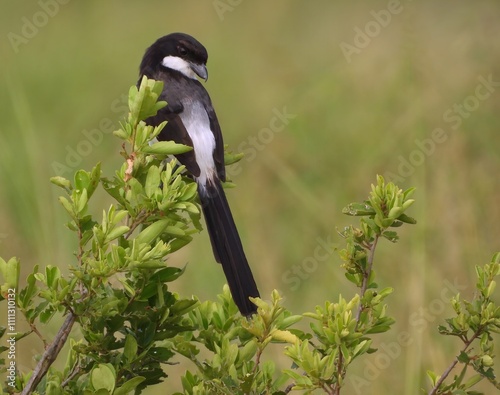 Long-tailed Fiscal (Lanius cabanisi) perched on a bush in Tarangire National Park, Tanzania photo