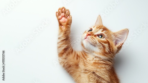 Energetic cat offering high-five gesture on a crisp white background, shot in studio lighting for advertising, cheerful and engaging photo