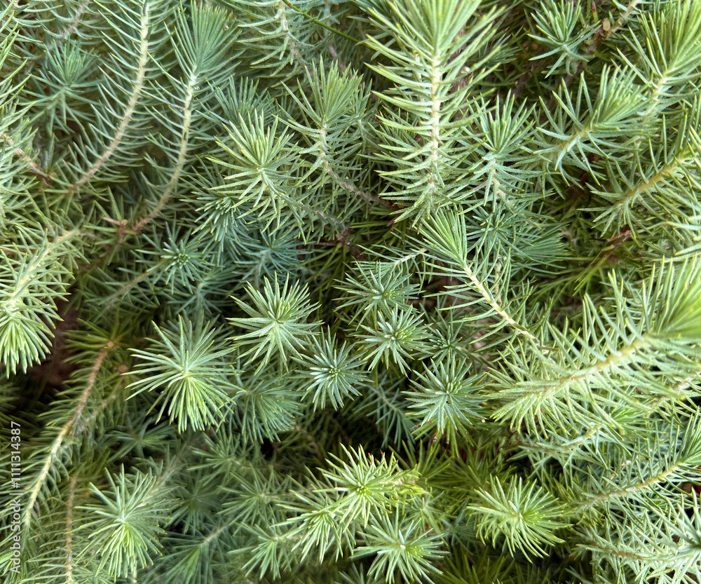 Decorative young green Christmas tree