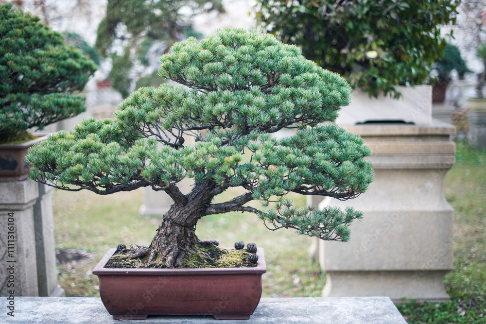 Chinese style plant in Zhuozhenyuan garden Chinese style plant in Zhuozhenyuan garden