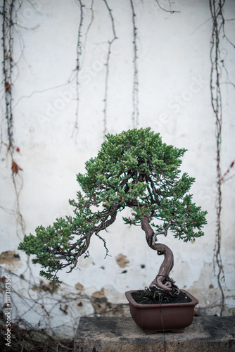 Chinese style plant in Zhuozhenyuan garden