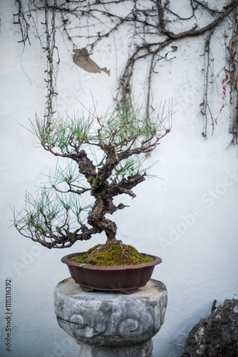 Chinese style plant in Zhuozhenyuan garden