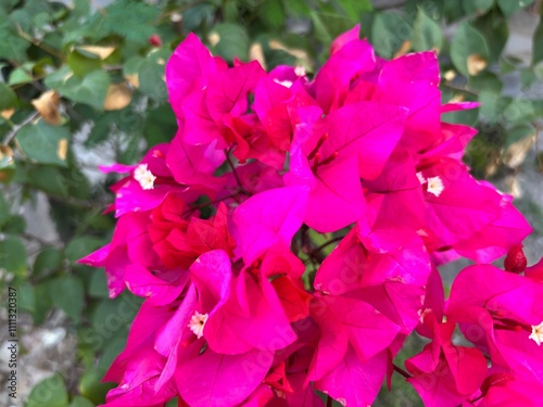 Bougainvillea Kingdom:Plantae Clade:Tracheophytes Clade:Angiosperms Clade:Eudicots Order:Caryophyllales Family:Nyctaginaceae Tribe:Bougainvilleae Genus:Bougainvillea Comm. ex Juss.[1] photo