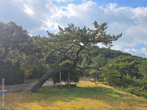 바다,유럽전경,하늘 나무
