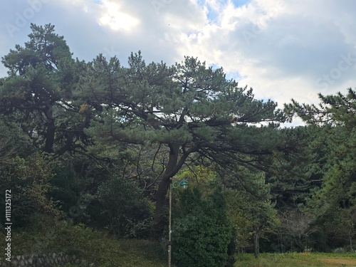 바다,유럽전경,하늘 나무