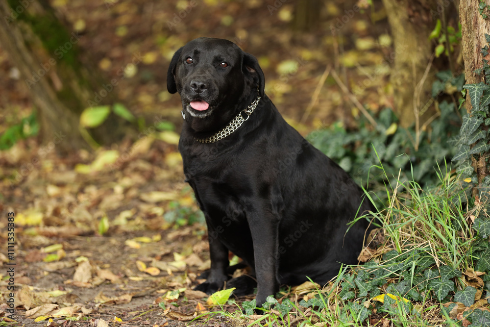 Adorable Labrador Retriever dog sitting in park Adorable Labrador Retriever dog sitting in park