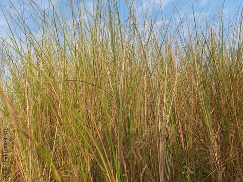 Saccharum spontaneum Plant. Its other names wild sugarcane and Kans grass. Its grass native to the Indian Subcontinent. It is a perennial grass,growing up to three meters in height. 