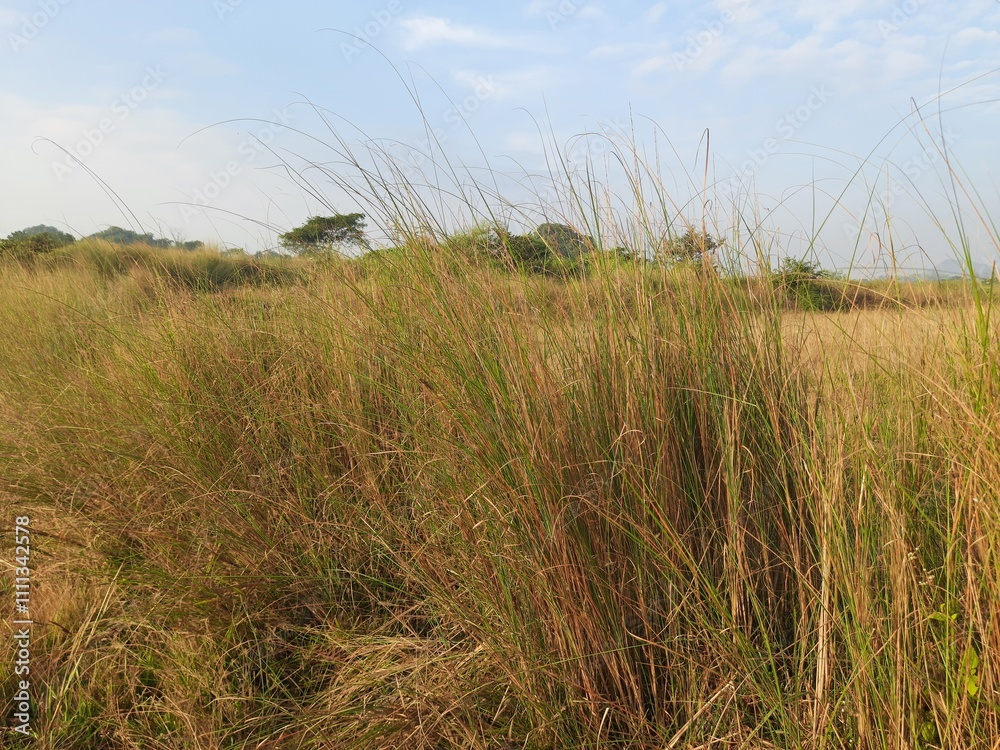Fototapeta premium Saccharum spontaneum Plant. Its other names wild sugarcane and Kans grass. Its grass&nbsp;native to the&nbsp;Indian Subcontinent. It is a perennial grass,growing up to three meters in height. 