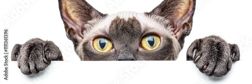 A curious cat peeking over a surface with bright eyes and paws visible.