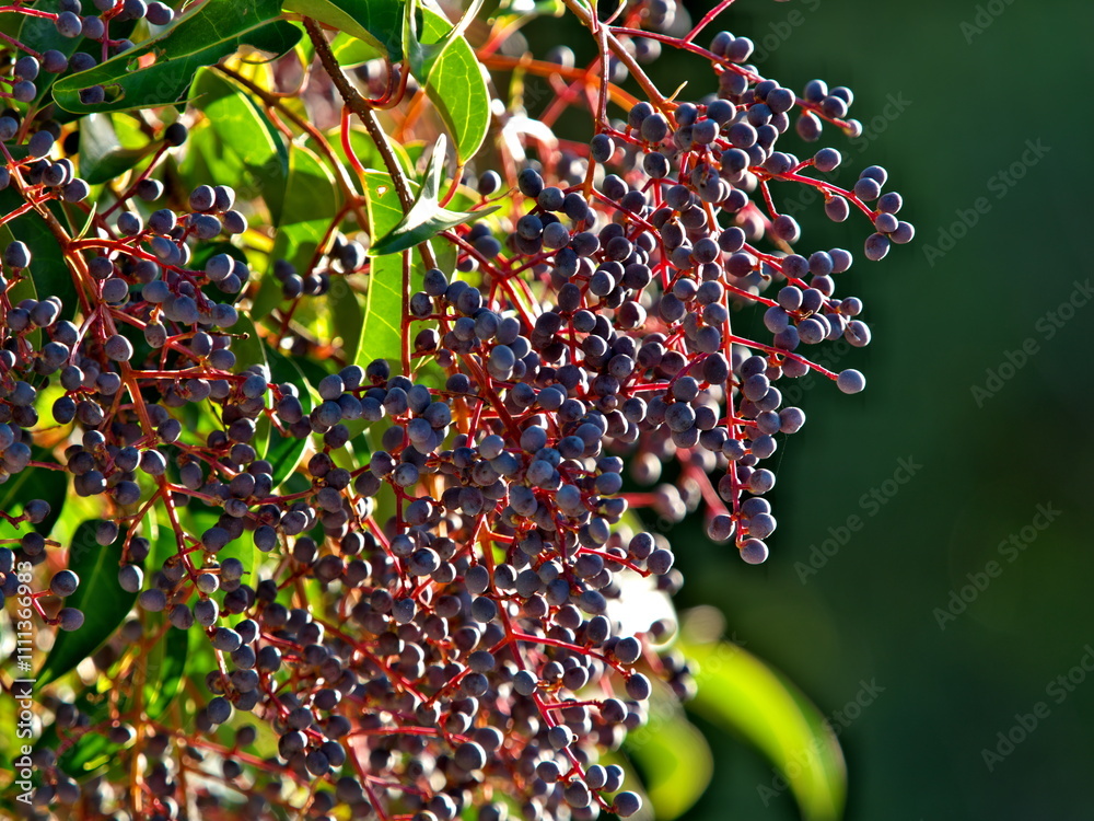 Ταπετσαρία Tokyo, Japan - December 2, 2024: Ripe fruits of Japanese privet or Ligustrum jap