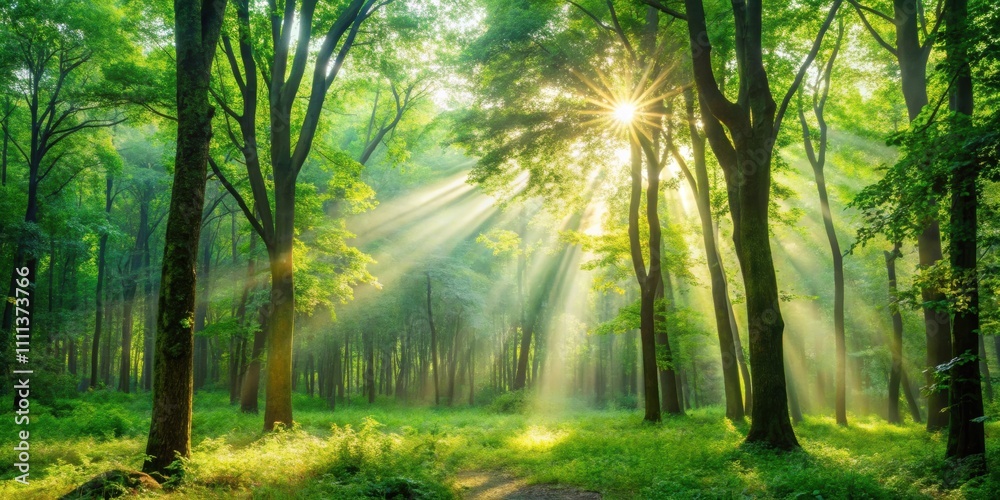 Obraz premium Tranquil morning sunlight streaming through lush green trees in the forest, Nature, trees, green, sunlight, peaceful