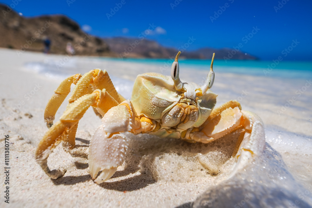Endemic crab from Socotra on white sand with turquoise sea and blue sky in the background, showcasing unique island wildlife. Endemic crab from Socotra on white sand with turquoise sea and blue sky in the background, showcasing unique island wildlife.