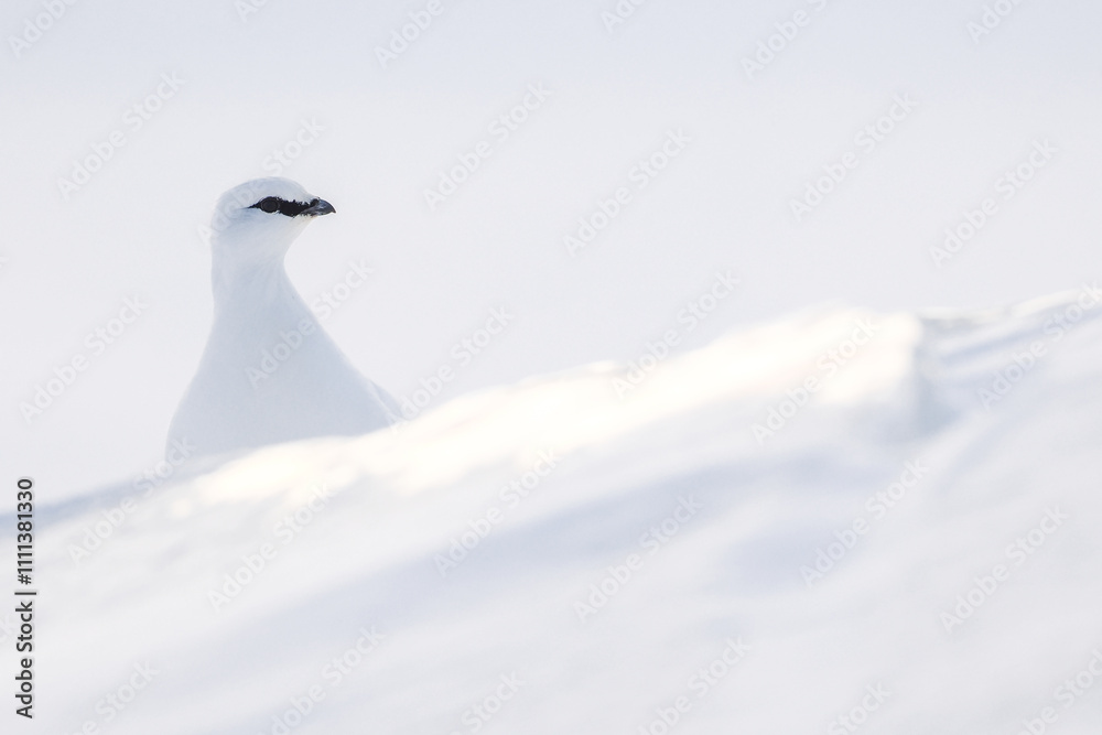 A white Arctic ptarmigan peeking over a snow-covered hill in a serene, minimalistic winter scene. A white Arctic ptarmigan peeking over a snow-covered hill in a serene, minimalistic winter scene.