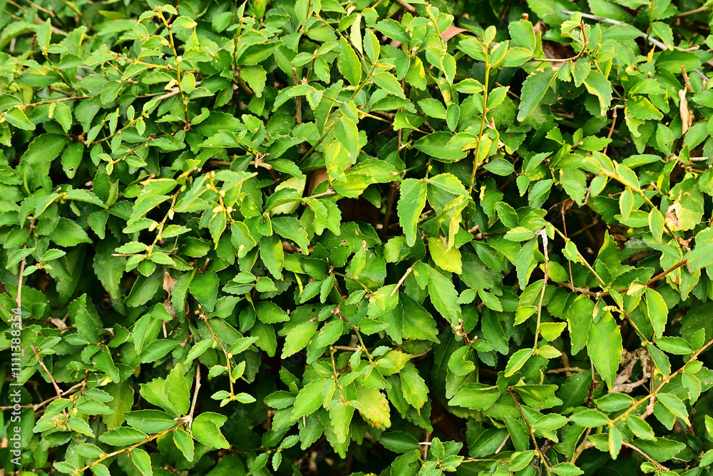 Close up of long tree hedge for background Close up of long tree hedge for background