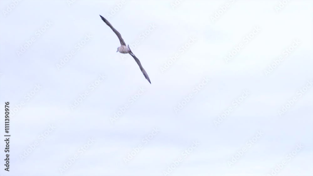 Close-up of seagull in flight under overcast weather Close-up of seagull in flight under overcast weather