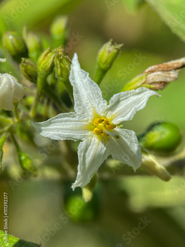 The flowers and fruit of tekokak or takokak or sparrow eggplant are usually used as fresh vegetables