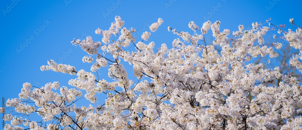Spring day. Spring nature. Branches of blossoming cherry with soft focus on light blue sky background in sunlight. Beautiful floral image of spring nature. White flowers the fruit tree. Spring day. Spring nature. Branches of blossoming cherry with soft focus on light blue sky background in sunlight. Beautiful floral image of spring nature. White flowers the fruit tree.